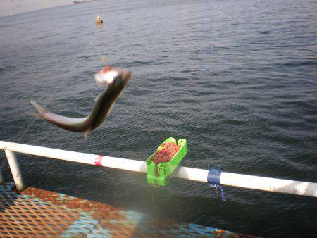 オリジナルメーカー海づり公園(市原市海づり施設) 釣果