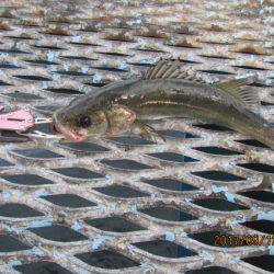 オリジナルメーカー海づり公園(市原市海づり施設) 釣果