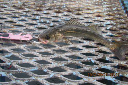 オリジナルメーカー海づり公園(市原市海づり施設) 釣果