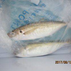 オリジナルメーカー海づり公園(市原市海づり施設) 釣果