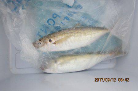 オリジナルメーカー海づり公園(市原市海づり…