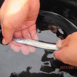 オリジナルメーカー海づり公園(市原市海づり施設) 釣果