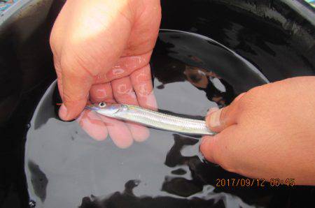 オリジナルメーカー海づり公園(市原市海づり施設) 釣果
