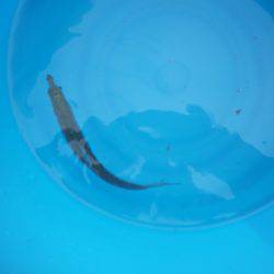 オリジナルメーカー海づり公園(市原市海づり施設) 釣果