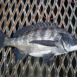 オリジナルメーカー海づり公園(市原市海づり施設) 釣果