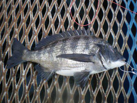 オリジナルメーカー海づり公園(市原市海づり施設) 釣果