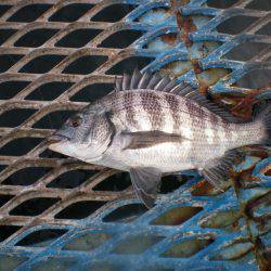 オリジナルメーカー海づり公園(市原市海づり施設) 釣果