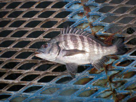 オリジナルメーカー海づり公園(市原市海づり施設) 釣果
