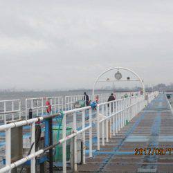 オリジナルメーカー海づり公園(市原市海づり施設) 釣果