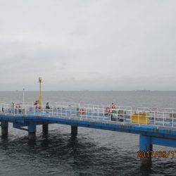 オリジナルメーカー海づり公園(市原市海づり施設) 釣果