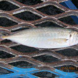 オリジナルメーカー海づり公園(市原市海づり施設) 釣果