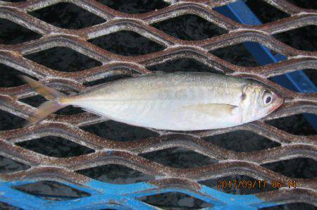 オリジナルメーカー海づり公園(市原市海づり…