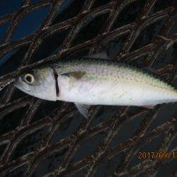 オリジナルメーカー海づり公園(市原市海づり施設) 釣果