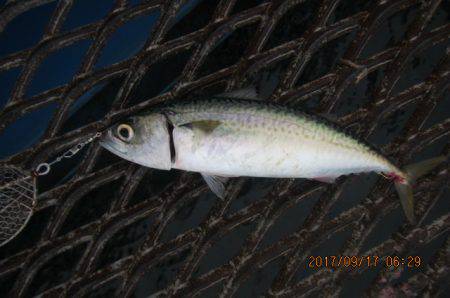 オリジナルメーカー海づり公園(市原市海づり施設) 釣果