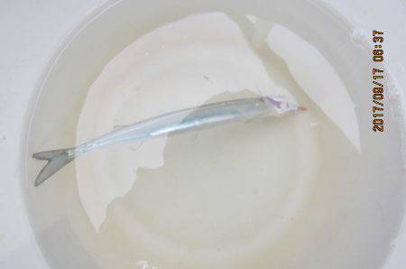 オリジナルメーカー海づり公園(市原市海づり施設) 釣果