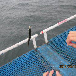 オリジナルメーカー海づり公園(市原市海づり施設) 釣果