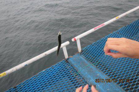 オリジナルメーカー海づり公園(市原市海づり施設) 釣果