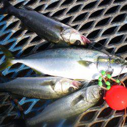 オリジナルメーカー海づり公園(市原市海づり施設) 釣果