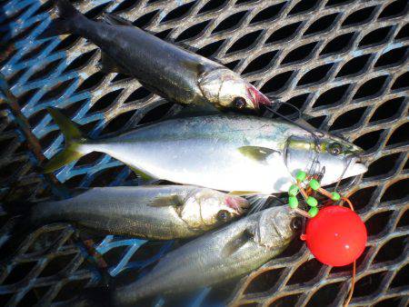 オリジナルメーカー海づり公園(市原市海づり施設) 釣果