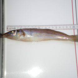 オリジナルメーカー海づり公園(市原市海づり施設) 釣果