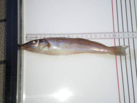 オリジナルメーカー海づり公園(市原市海づり施設) 釣果