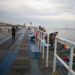 オリジナルメーカー海づり公園(市原市海づり施設) 釣果
