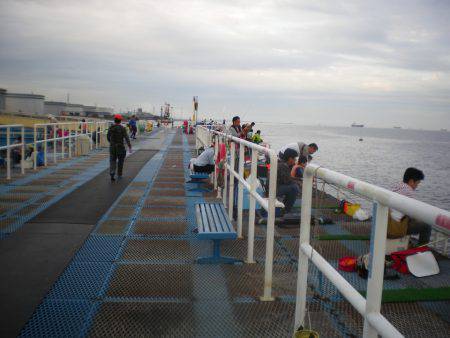 オリジナルメーカー海づり公園(市原市海づり施設) 釣果