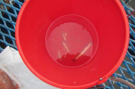 オリジナルメーカー海づり公園(市原市海づり施設) 釣果