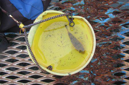 オリジナルメーカー海づり公園(市原市海づり施設) 釣果