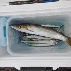 オリジナルメーカー海づり公園(市原市海づり施設) 釣果