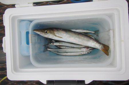 オリジナルメーカー海づり公園(市原市海づり施設) 釣果