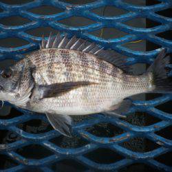 オリジナルメーカー海づり公園(市原市海づり施設) 釣果