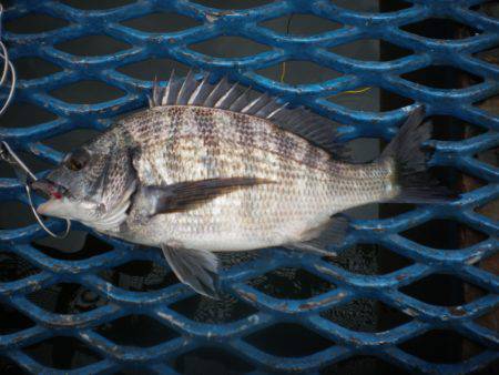 オリジナルメーカー海づり公園(市原市海づり…