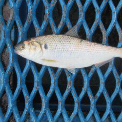 オリジナルメーカー海づり公園(市原市海づり施設) 釣果