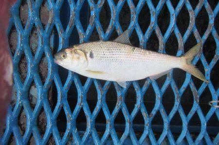 オリジナルメーカー海づり公園(市原市海づり施設) 釣果