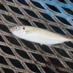 オリジナルメーカー海づり公園(市原市海づり施設) 釣果