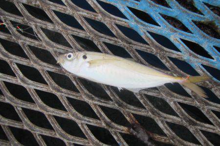 オリジナルメーカー海づり公園(市原市海づり施設) 釣果