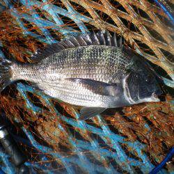 オリジナルメーカー海づり公園(市原市海づり施設) 釣果