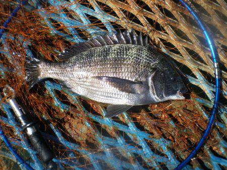 オリジナルメーカー海づり公園(市原市海づり施設) 釣果