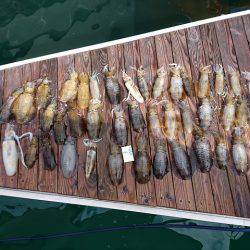 フィッシングボートACE(エース) 釣果