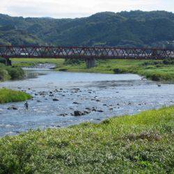 狩野川(狩野川漁業協同組合) 釣果