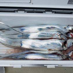 遊漁船　ニライカナイ 釣果