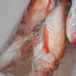 こうゆう丸 釣果