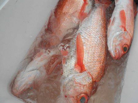 こうゆう丸 釣果