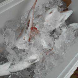 こうゆう丸 釣果