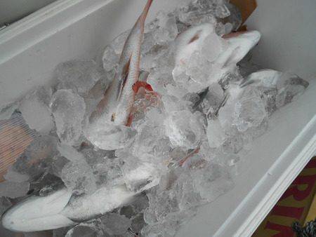 こうゆう丸 釣果