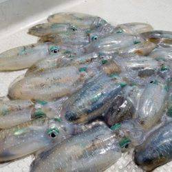 Magic（マジック） 釣果