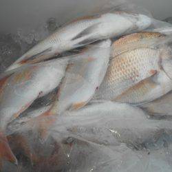 こうゆう丸 釣果