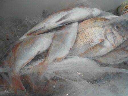 こうゆう丸 釣果