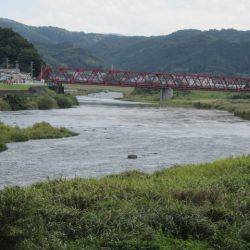 狩野川(狩野川漁業協同組合) 釣果
